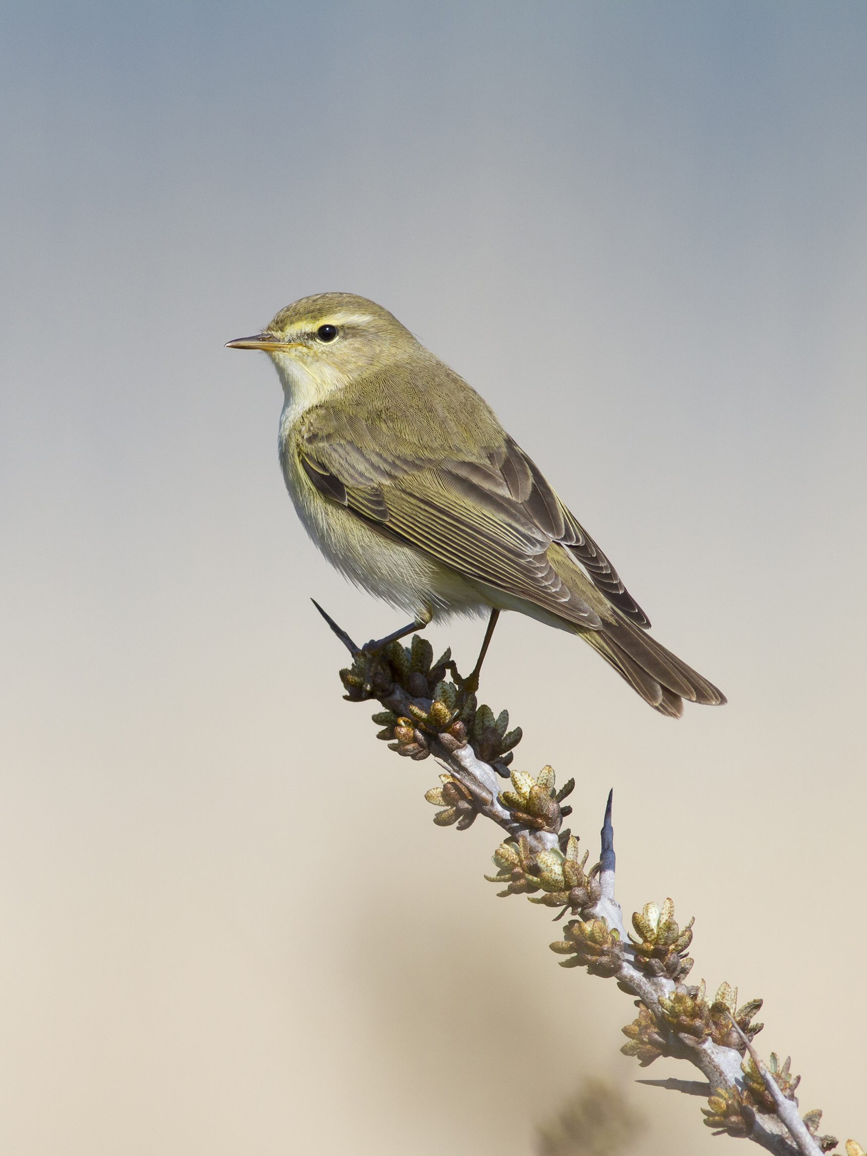 fitis 1 (zonder naam) concours festival de l'oiseau23