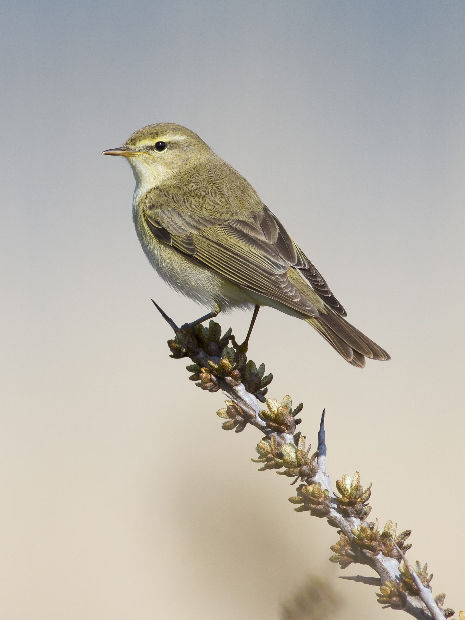fitis 1 (zonder naam) concours festival de l'oiseau23