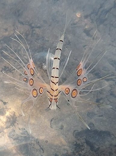 lionfish 4
